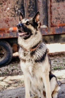 Balto