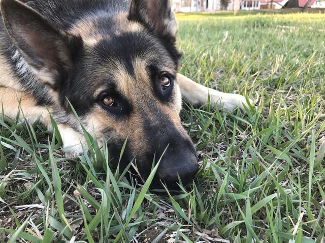 Balto