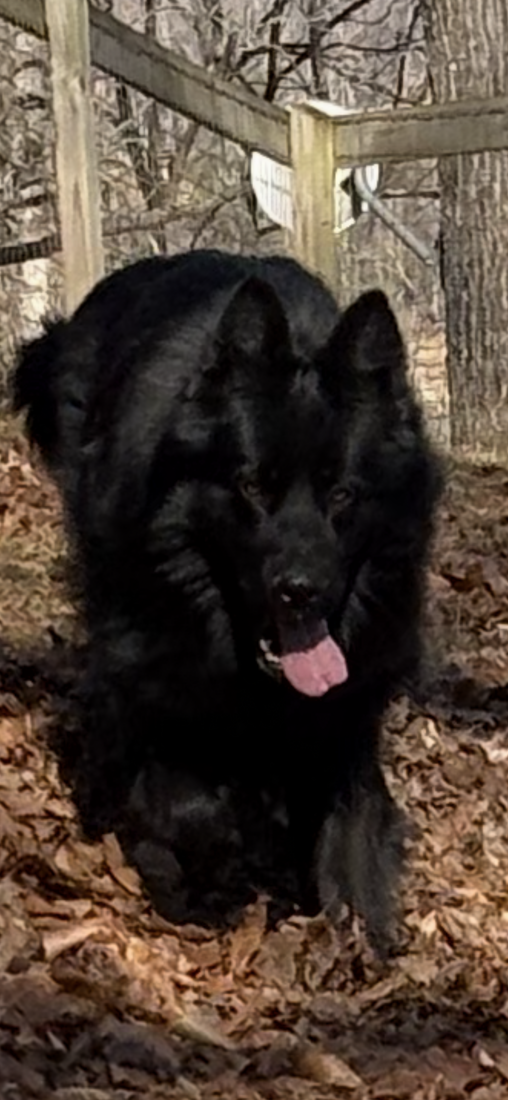 LPC Cole of Vom Graystone Hof