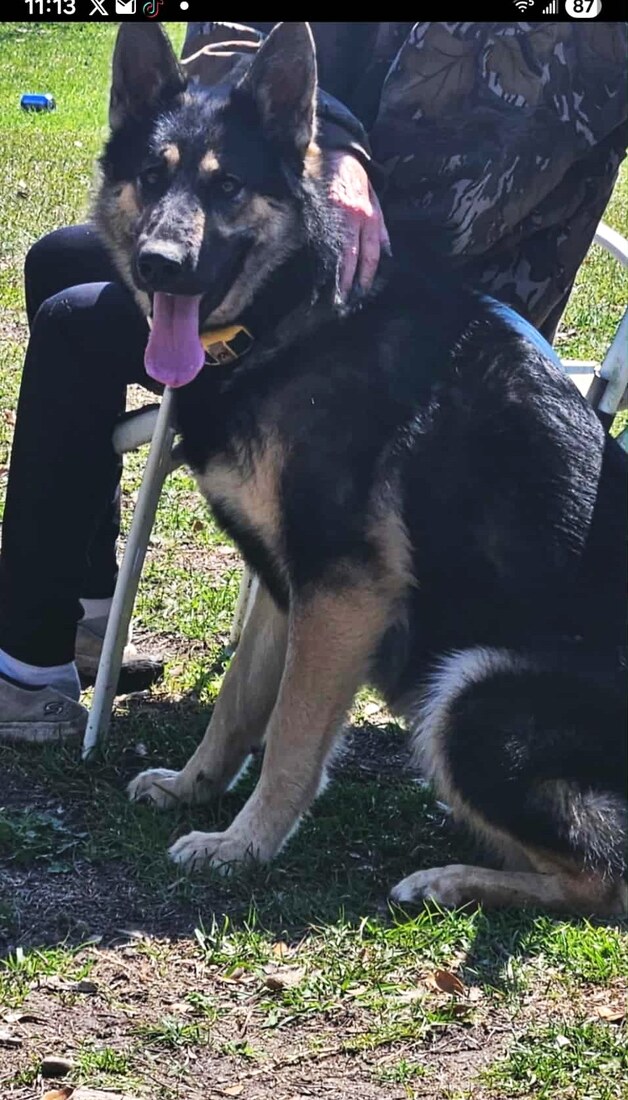 AZKS Indie (5 Kids Farm King Shepherds)