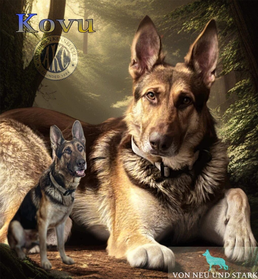 Shambo Shepherds Kovu (Kovu)