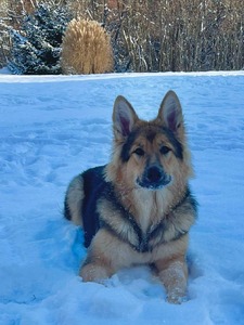 MKSofCanada Queen Kayla Ann (Majestic King's of Michigan)