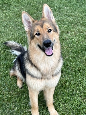 MKSofCanada Queen Kayla Ann (Majestic King's of Michigan)