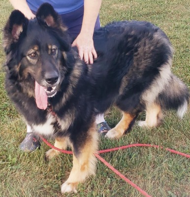 AZKS Zena (Cloie's King Shepehrds)