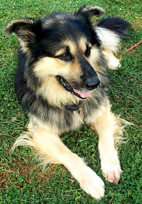 AZKS Zeus (Cloie Kennels)