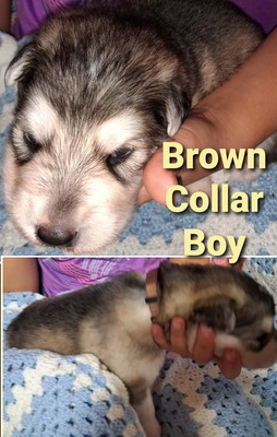 brown collar