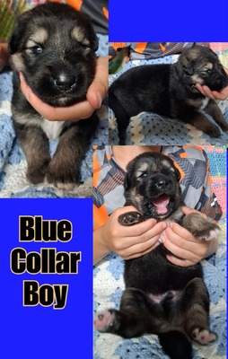 blue collar