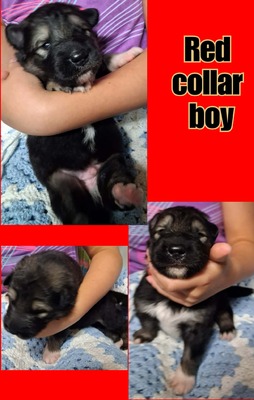 red collar