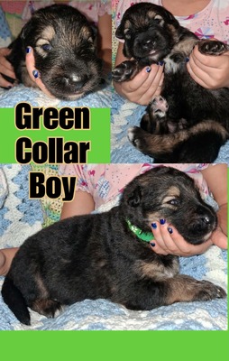 green collar