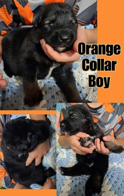 orange collar
