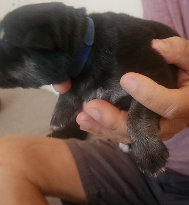 Purple, male, black/tan 