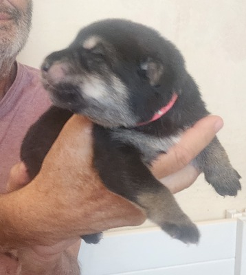 Pink collar, female