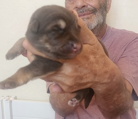 orange, female, liver/tan long hair