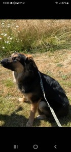 Diesel