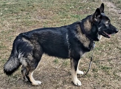 Summit Shepherd's Cloie (Cloie Kennels)