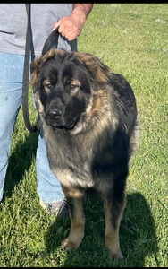 AZKS Atticus (Oklahoma King Shepherds)