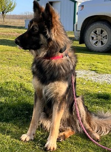 VOTS Jezebelle (Oklahoma King Shepherds)