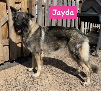 Jayda (Cascade King Shepherds)