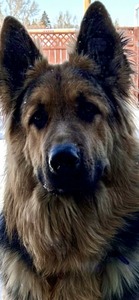 PKS Oliver (King Shepherds of Canada)