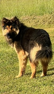 Ridge (LPC King Shepherds)