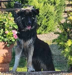 AZKS Xena (AZ King Shepherds)