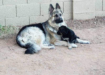 FEKS Padme (Desert Canyon King Shepherds)