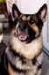 Balto (Colorado King Shepherds)
