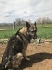 Billy (Colorado King Shepherds)