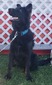 Summit Shepherds Cleo