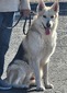 FEKS Hans (AZ King Shepherds)