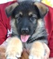 AZKS Ryker (AZ King Shepherds)