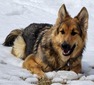 MKSofCanada Brooklynn (Seaside King Shepherds)