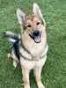MKSofCanada Queen Kayla Ann (Majestic King's of Michigan)