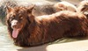 Jewel of Arizona (AZ King Shepherds)