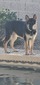 AZKS Ryker (AZ King Shepherds)