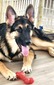 AZKS Ryker (AZ King Shepherds)