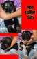 red collar