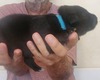 Purple collar