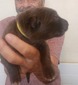 yellow collar, female, solid liver long hair