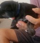 Purple, male, black/tan