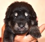 Purple, male, black/tan