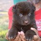 yellow collar, female, solid liver long hair
