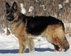 Moot (LPC King Shepherds)