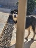 CKS Sassy (AZ King Shepherds)