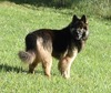 Carlie (LPC King Shepherds)