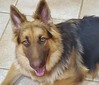 Caskey's K9 Kimber (Valley of the Sun King Shepherds)