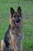 Esti (AZ King Shepherds)