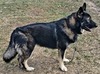 Summit Shepherd's Cloie (Cloie Kennels)