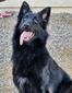 Caskey's K9 Sophie (AZ King Shepherds)