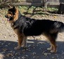 LPCKS Jagger (Cascade King Shepherds)